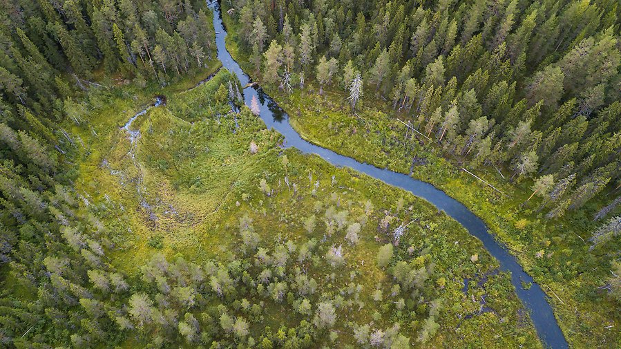 Drönarfoto över å som slingrar sig igenom en grön skog.